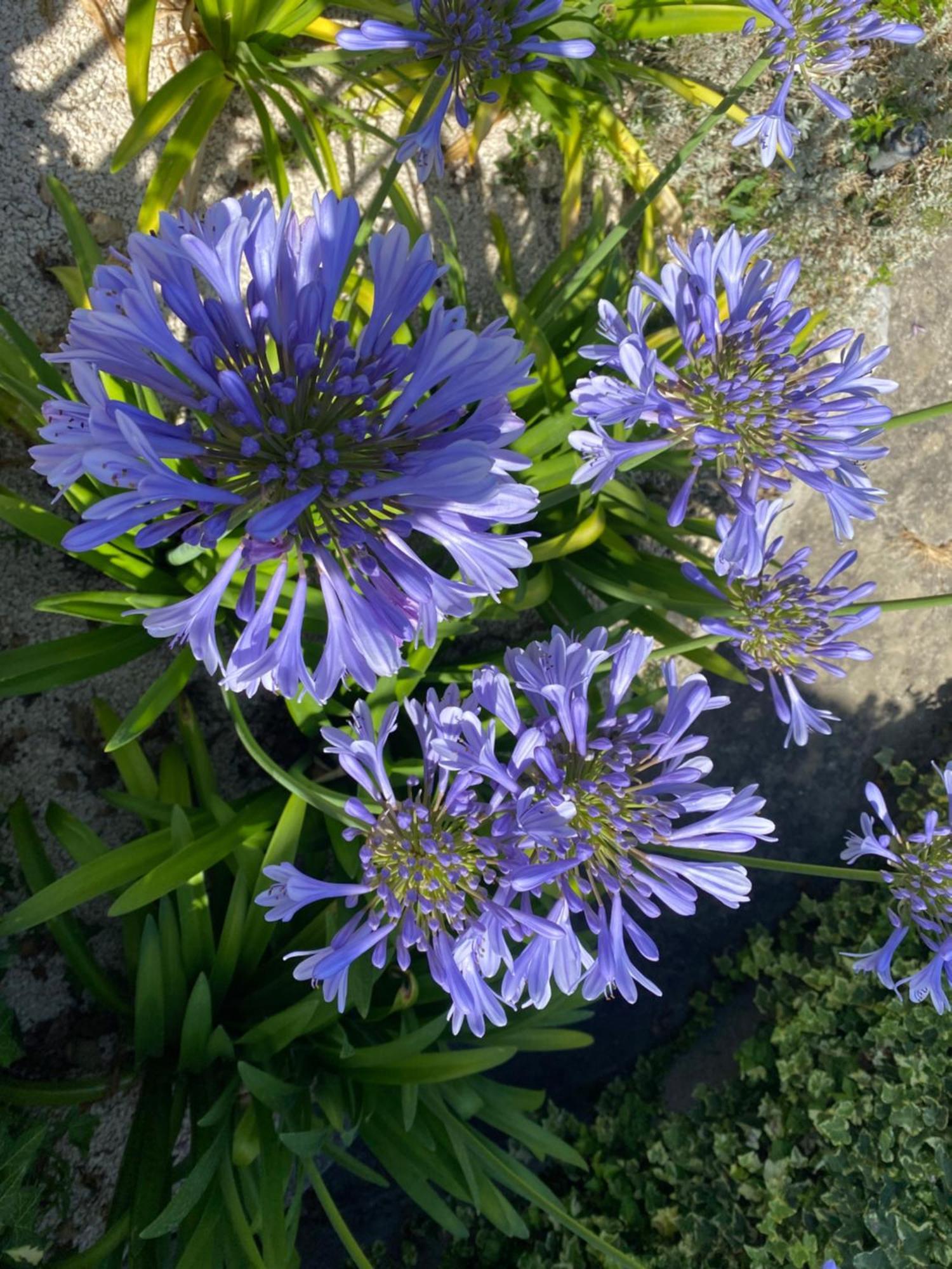 Maison Saint Paul Bnb La Colle-sur-Loup Zewnętrze zdjęcie